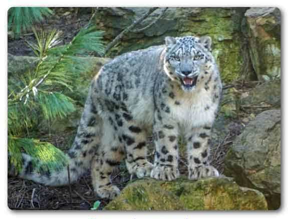  Himachal Pradesh State animal, Snow leopard, Uncia uncia